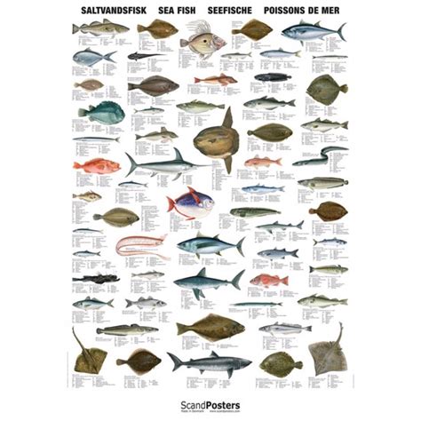 Saltwater Fish Chart | Detailed Sea Fish Poster