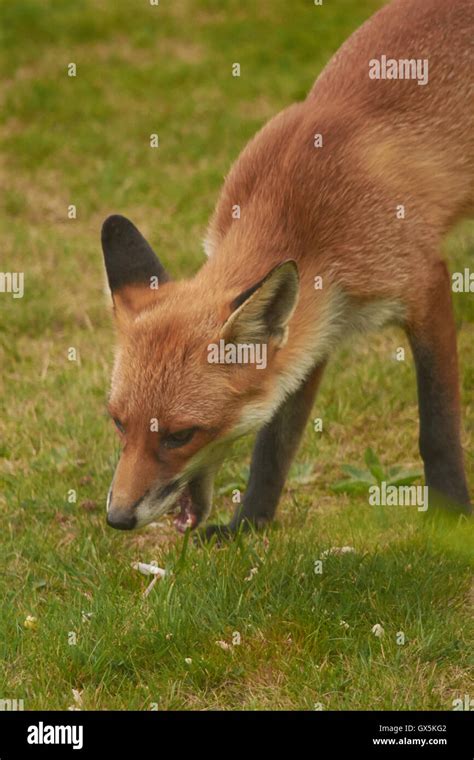 Nature in the UK Stock Photo - Alamy