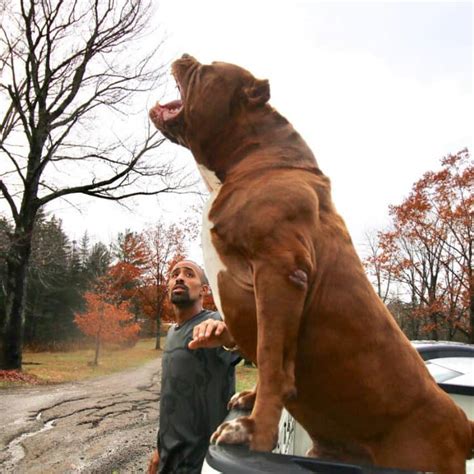 Is Hulk, the gigantic, 175 pounds Pitbull the largest Pitbull alive?