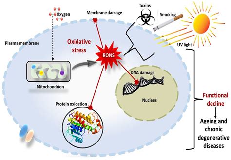 IJMS | Free Full-Text | Oxidative Stress in Ageing and Chronic Degenerative Pathologies ...