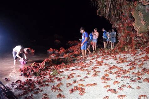 Christmas Island National Park (Isola di Natale): AGGIORNATO 2021 ...