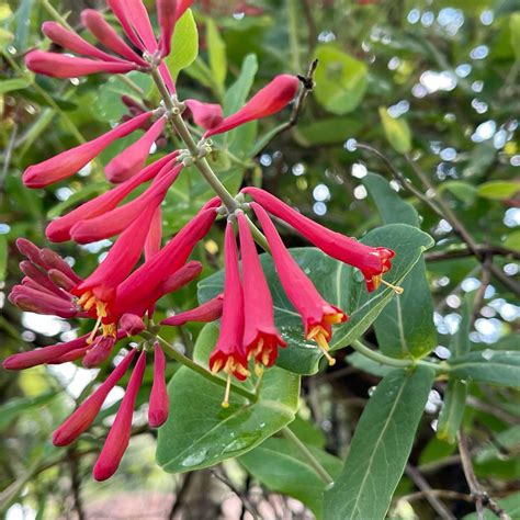 Lonicera sempervirens – Gino's Nursery