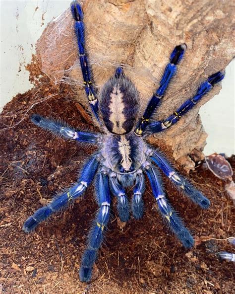 Blue Tarantula Spider - Learn About Nature