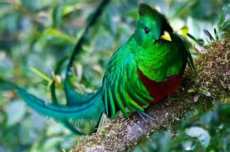 National bird of Guatemala. | El Quetzal | Pinterest