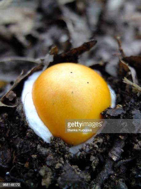 55 Amanita Caesarea Stock Photos, High-Res Pictures, and Images - Getty Images