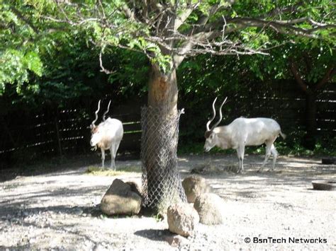 St. Louis - Grant's Farm & Zoo - BsnTech Networks