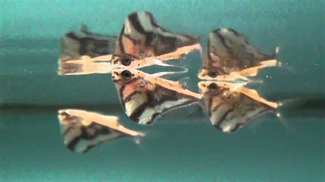 Marbled Hatchetfish (carnegiella strigata) for sale at Tyne Valley Aquatics - YouTube