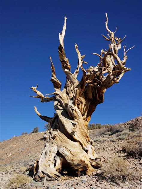 Ancient Trees – What Are The Oldest Trees On Earth Bishop California, California Usa ...