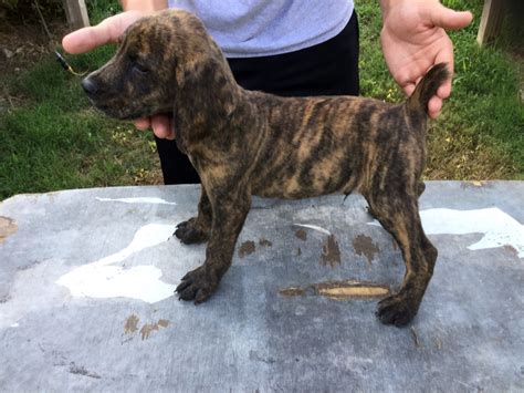 Mountain Cur Puppies For Sale | Collinwood, TN #235779