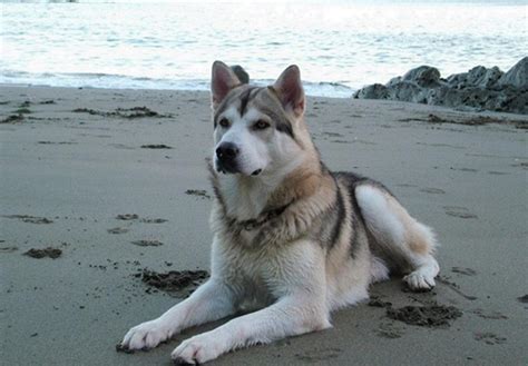 Northern Inuit Dog on the beach photo | Northern inuit dog, Dog breeds ...