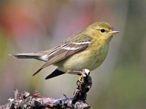 Blackpoll Warbler Migration Map