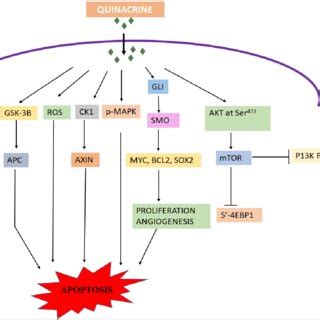 Graphical representation of the mode of action of Quinacrine. Flowchart... | Download Scientific ...