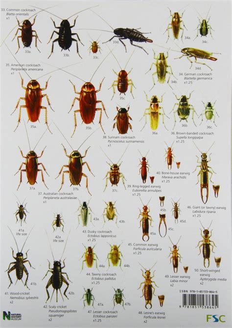 Household Insect Identification Chart