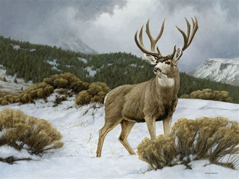 Artwork - RMEF Denver - Mile High Chapter | Hunting art, Deer painting, Deer art
