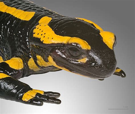 Venom- Fire salamander BIO-203