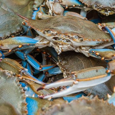 Live Louisiana Blue Crabs (3 dozen - Mixed Gender) | SnackMagic | Build your own 100% Custom ...