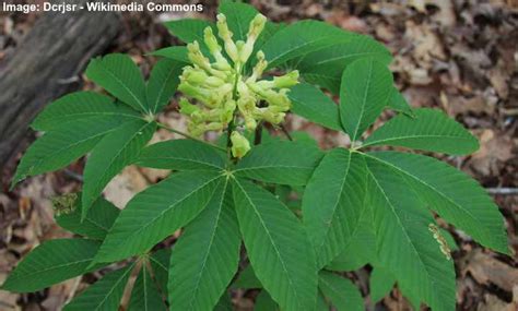 Types of Buckeye Trees with Their Flowers and Leaves (Pictures)