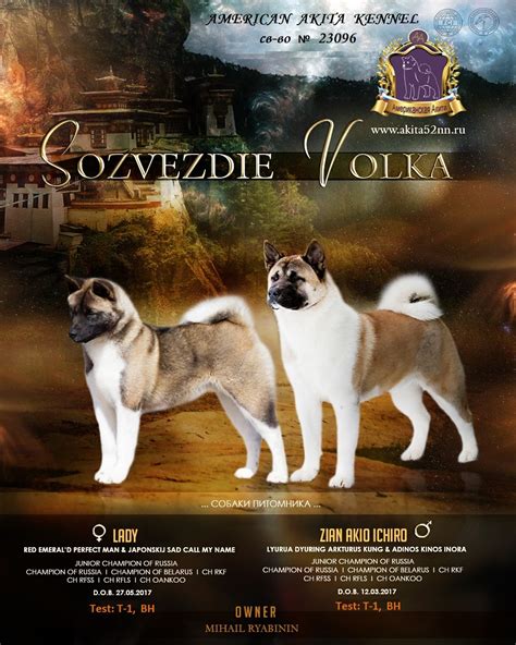 SOZVEZDIE VOLKA Dog breeder