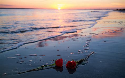 flowers, Rose, Sunlight, Beach HD Wallpapers / Desktop and Mobile Images & Photos