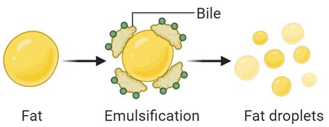 Is Bile a Digestive Enzyme? | Biology Quiz