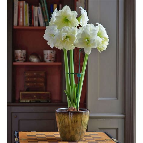 Amaryllis 'Alfresco' | Amaryllis bulbs, White flowering plants, Amaryllis care