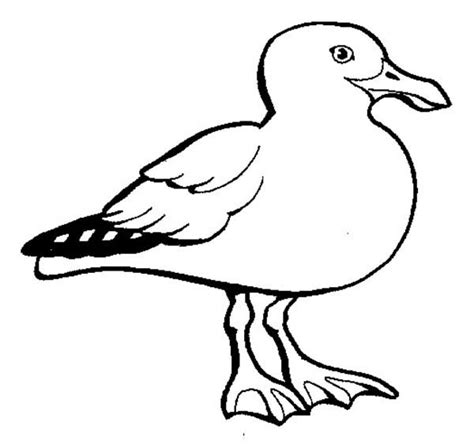 White Feather Seagull Coloring Page : Kids Play Color