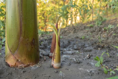 When Do Banana Plants Fruit? Everything You Need to Know | HappySprout