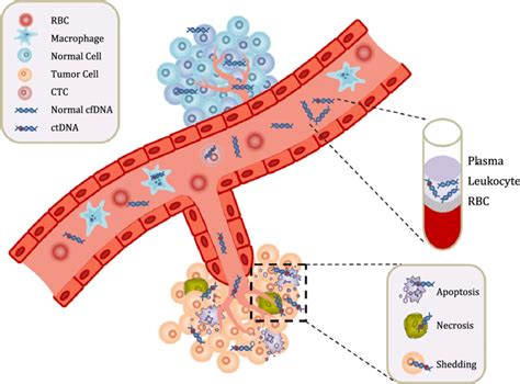 Circulating cell-free DNA (cfDNA) and circulating tumor DNA (ctDNA) are... | Download Scientific ...