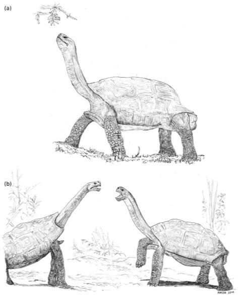 Galapagos Tortoise - Evolution PBL