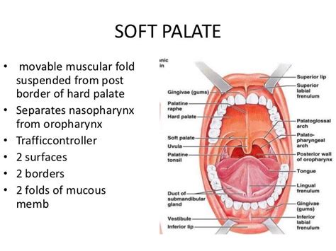 Anatomy Of The Hard Palate - Anatomy Book