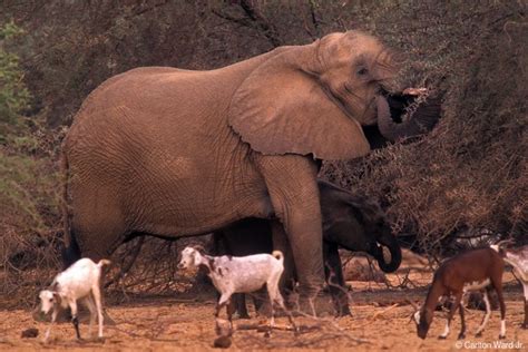 MEP: The Elephants of Mali | WILD Foundation