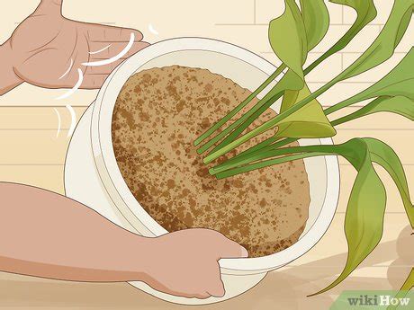 3 Ways to Save an Overwatered Plant - wikiHow