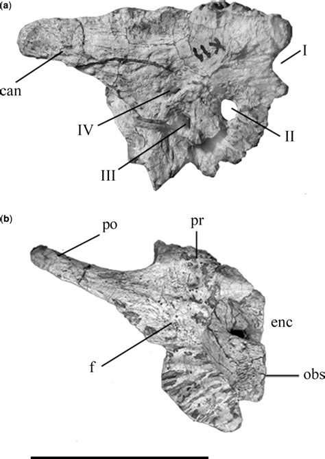 Figure 10 from A new skeleton of Phuwiangosaurus sirindhornae (Dinosauria, Sauropoda) from NE ...