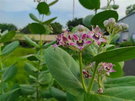 Safed Aak Crown Flower Calotropis Gigantea Arsh Mandar Madar Akaua Aak Flowers Plant Stock Image ...