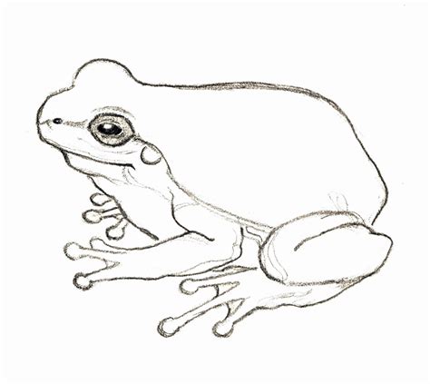 Pin on Frog sketch