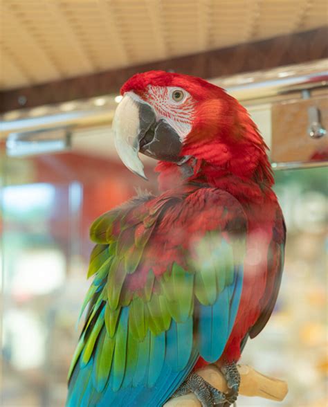 Birds Available For Sale - PetCenter Old Bridge , New Jersey