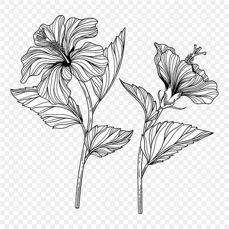 Hand Drawn Hibiscus Flower Illustration With Line Art, Flower Drawing, Rat Drawing, Hibiscus ...