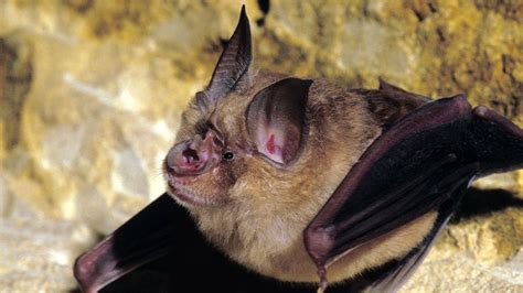 Types of UK Bats: The 17 British Species - ibats.org.uk