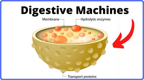 Lysosome In Animal Cell