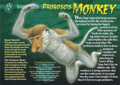 Proboscis Monkey | Proboscis monkey, Wild creatures, Animals wild