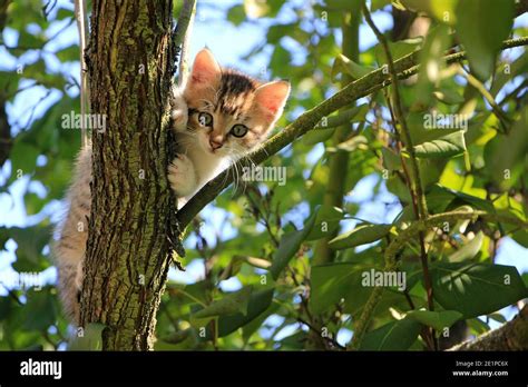 cat climb the tree beautiful photo Stock Photo - Alamy