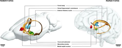 Anatomy and function of the fornix in the context of its potential as a ...