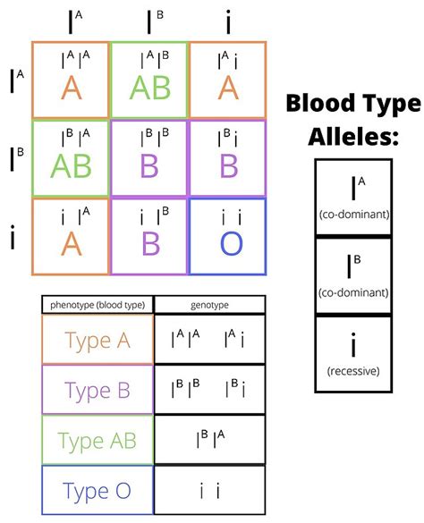 File:ABO Blood Group Phenotypes.jpg - Wikimedia Commons