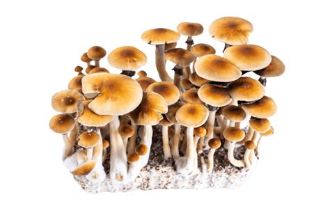 What Do Magic Mushrooms Look Like? - Tripsitter