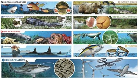 New study explores impacts of marine and freshwater predators on ...