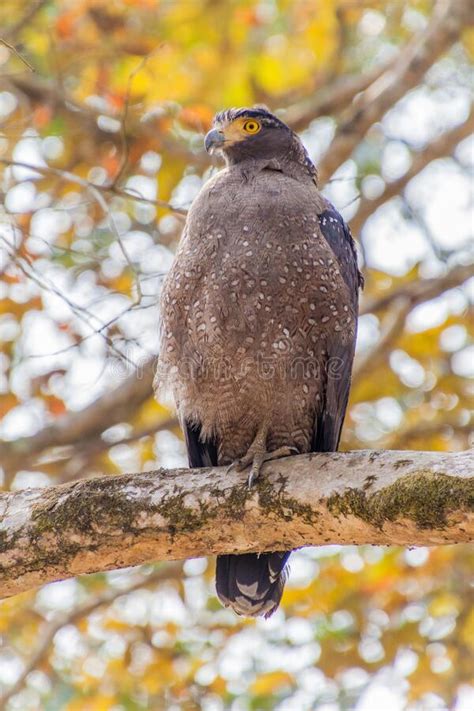 Crested Serpent Eagle (Spilornis Cheela) in Kaziranga National Park ...