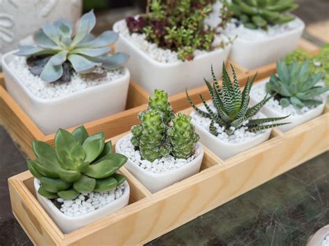 How to Avoid Killing Your Indoor Succulents | World of Succulents