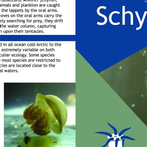 (PDF) Scyphozoa