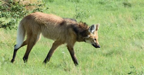 ZOOTOGRAFIANDO (6.100 ANIMALS): LOBO DE CRIN / MANED WOLF (Chrysocyon brachyurus)