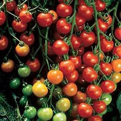 Super Sweet 100 Tomato Seeds